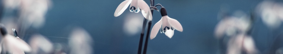 Flowers Drops Grass