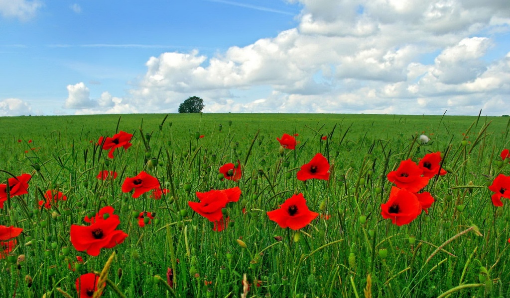 Flowers Poppy Field Nature