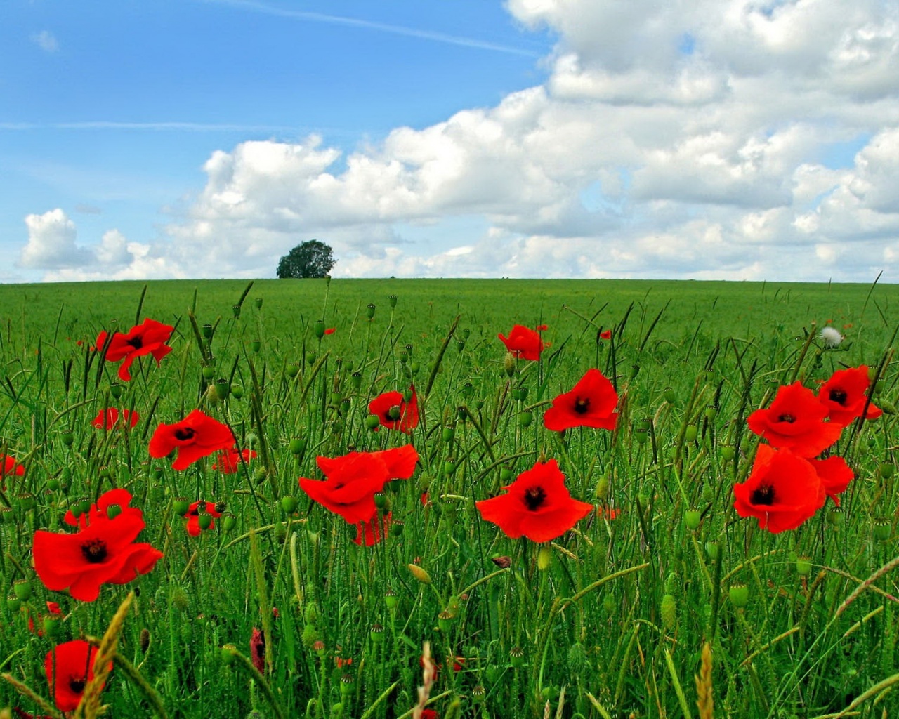 Flowers Poppy Field Nature