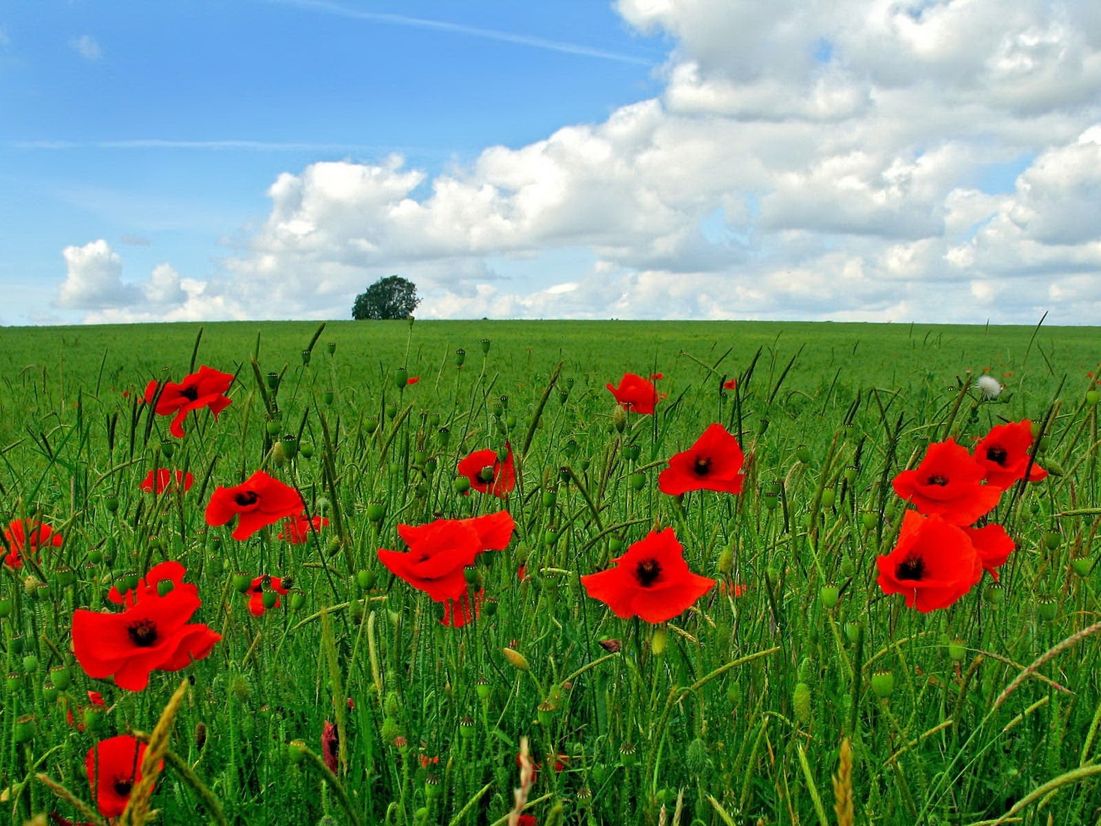 Flowers Poppy Field Nature