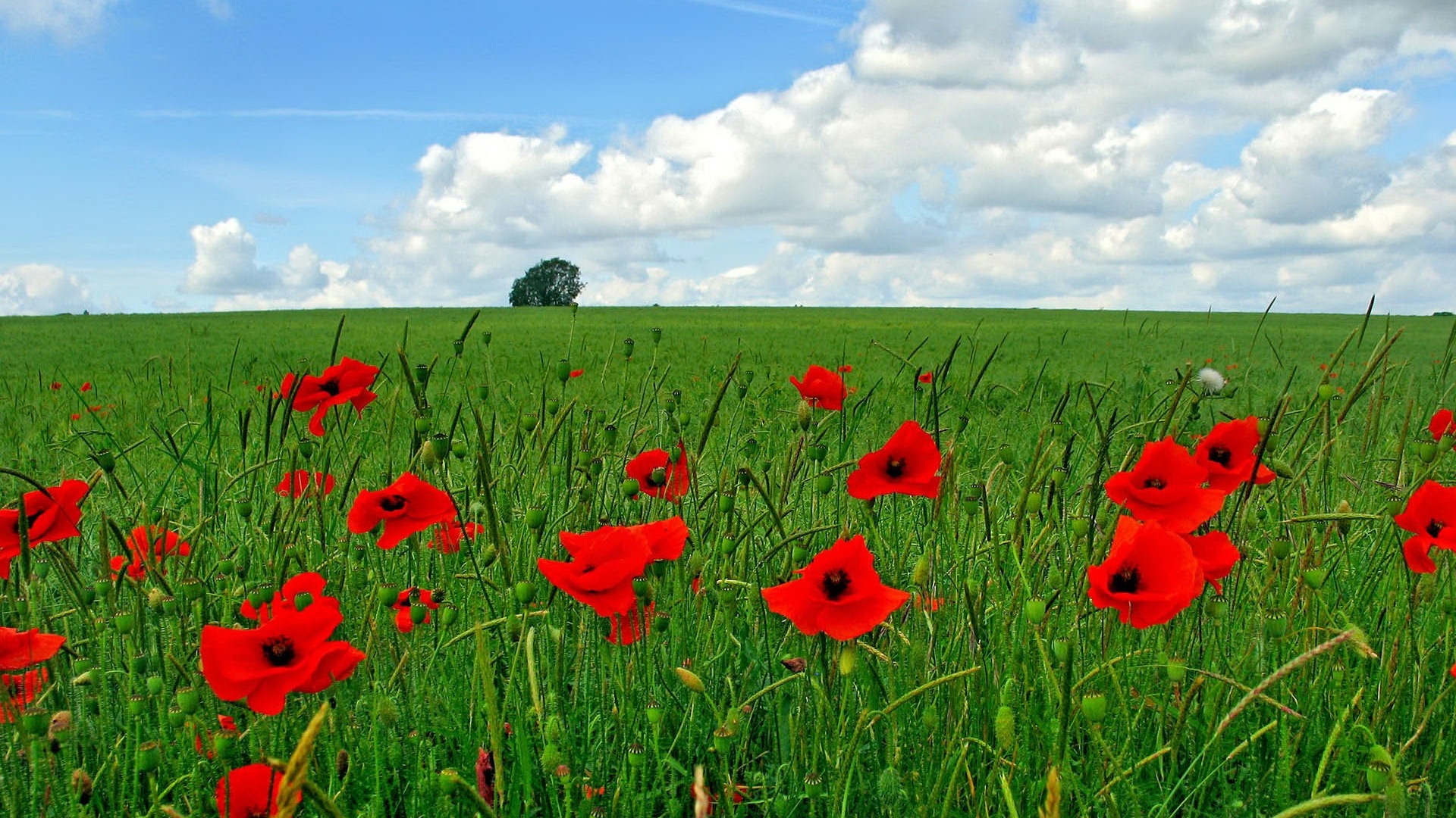 Flowers Poppy Field Nature