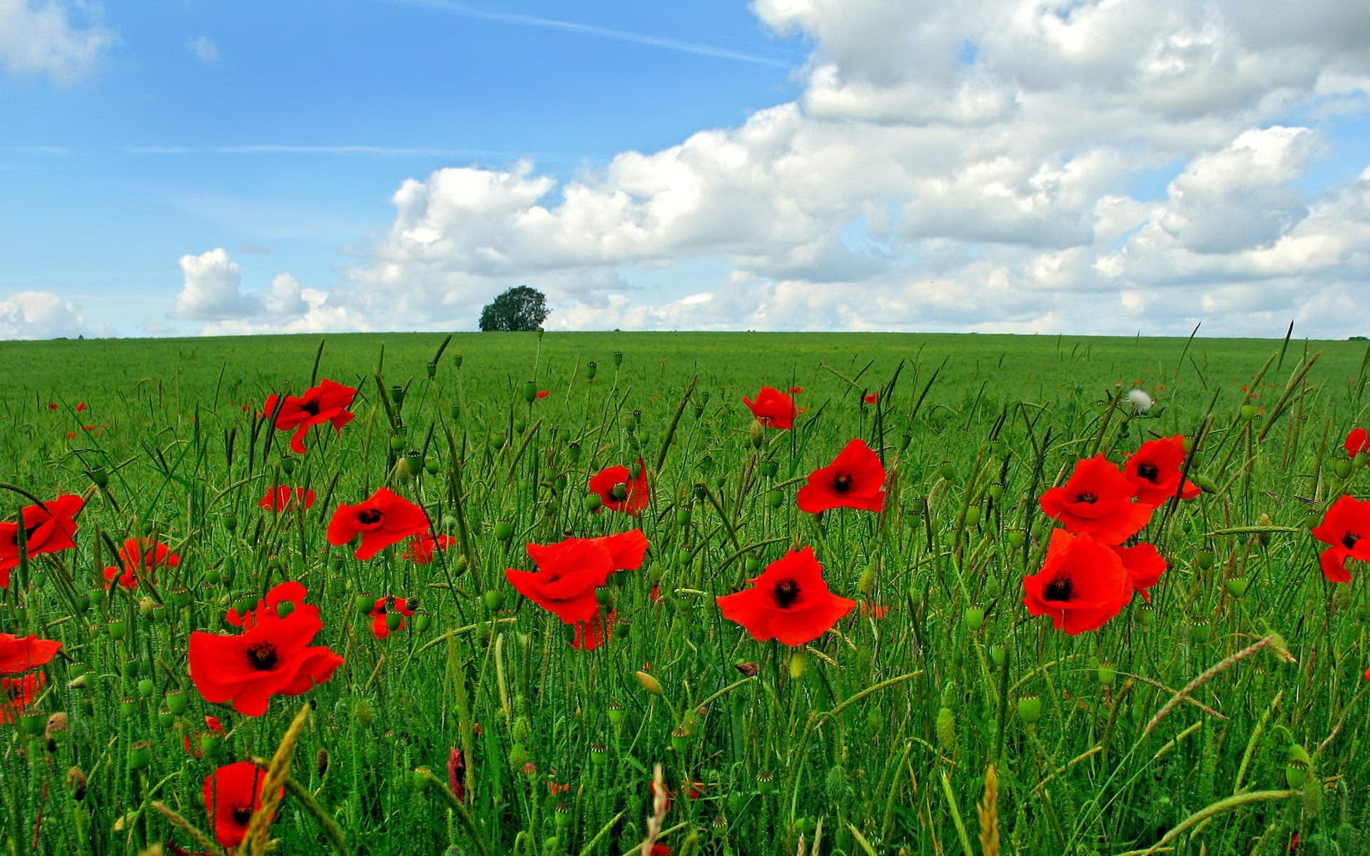 Flowers Poppy Field Nature