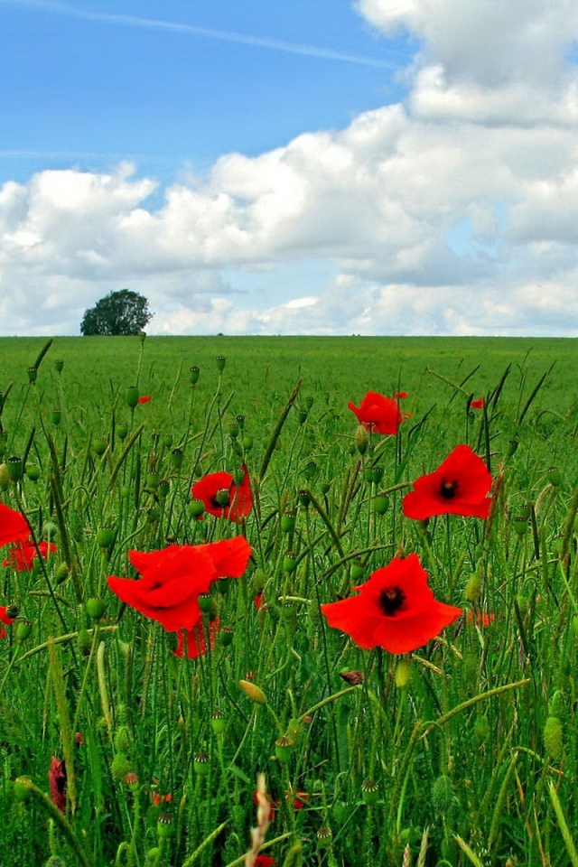 Flowers Poppy Field Nature