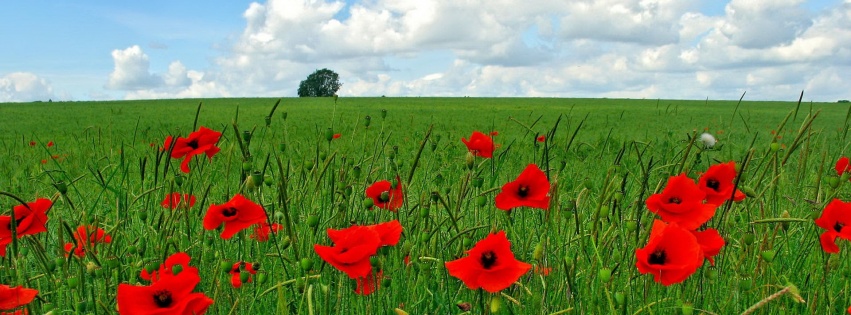 Flowers Poppy Field Nature