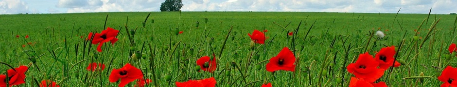 Flowers Poppy Field Nature