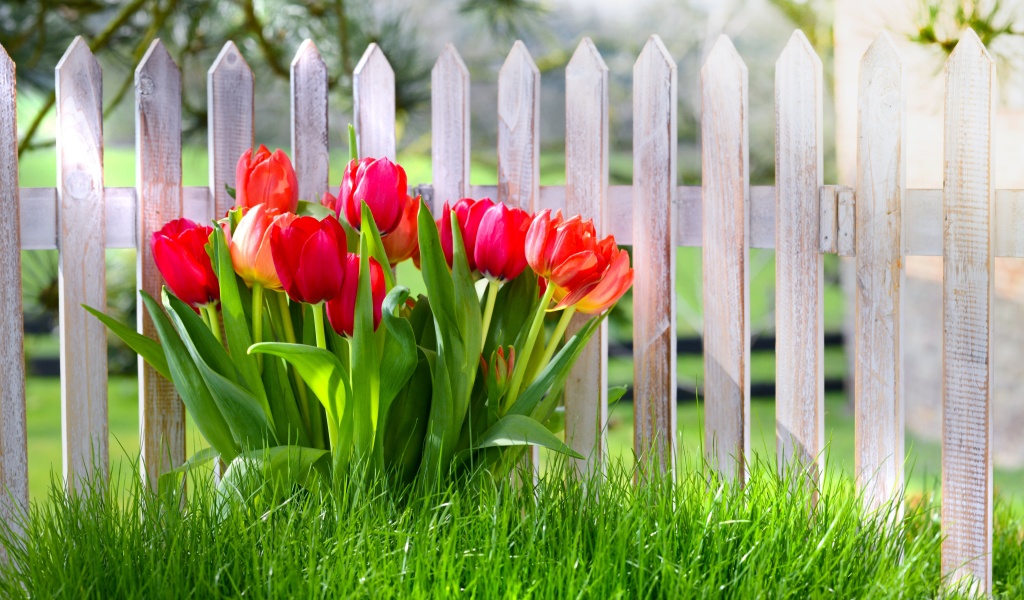 Flowers Spring Tulips Grass