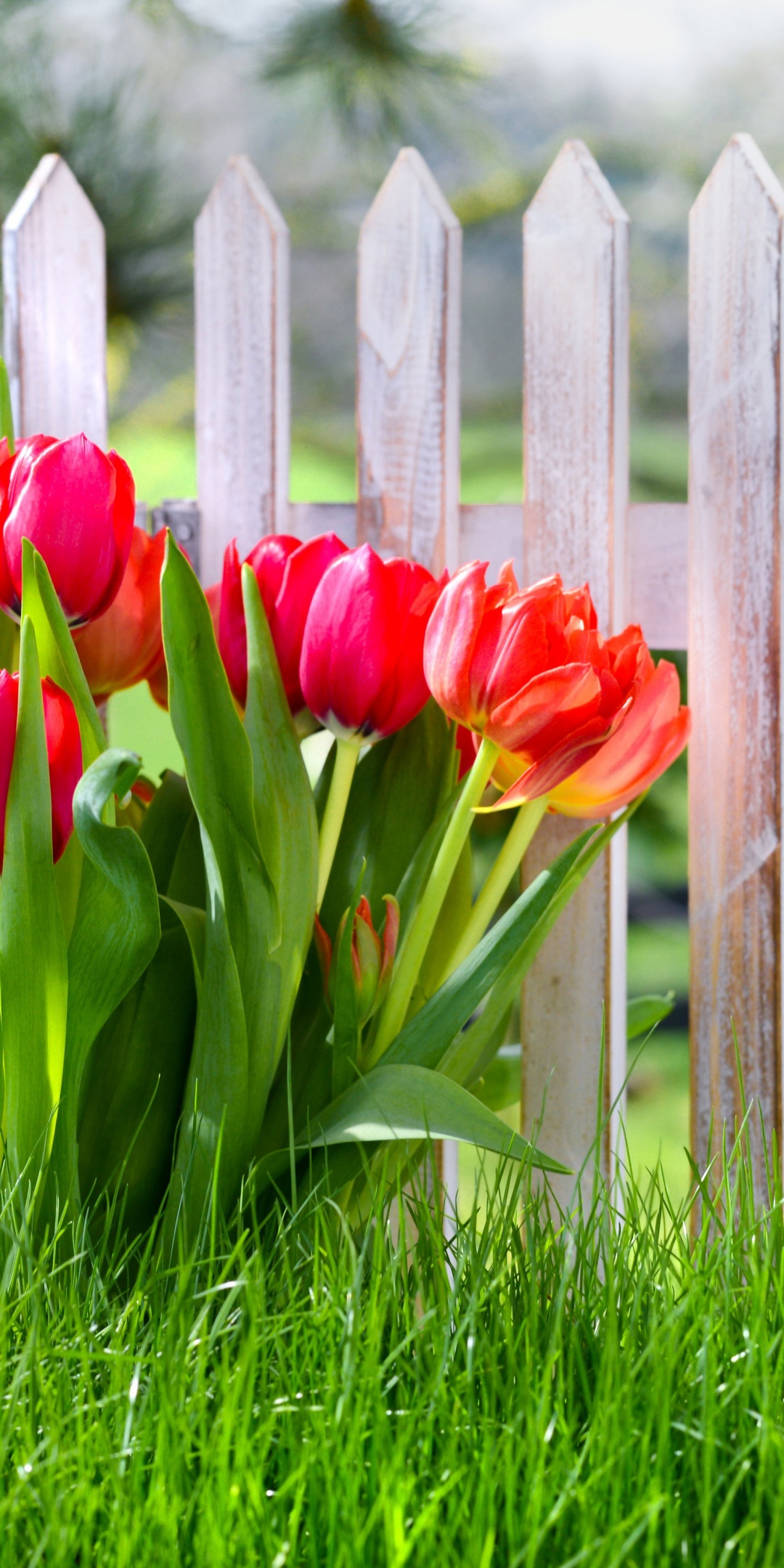 Flowers Spring Tulips Grass