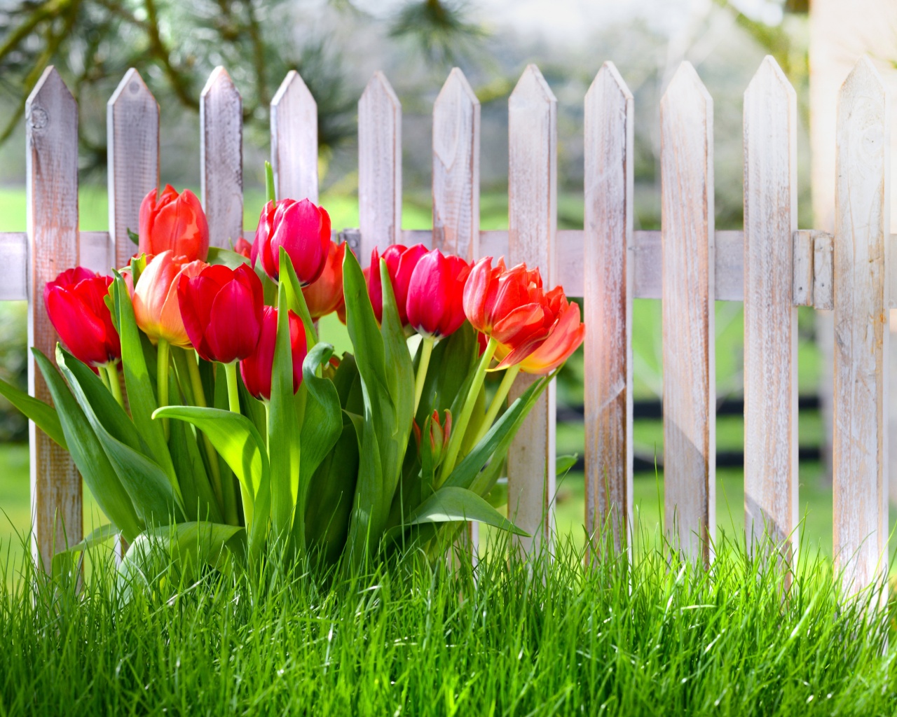 Flowers Spring Tulips Grass