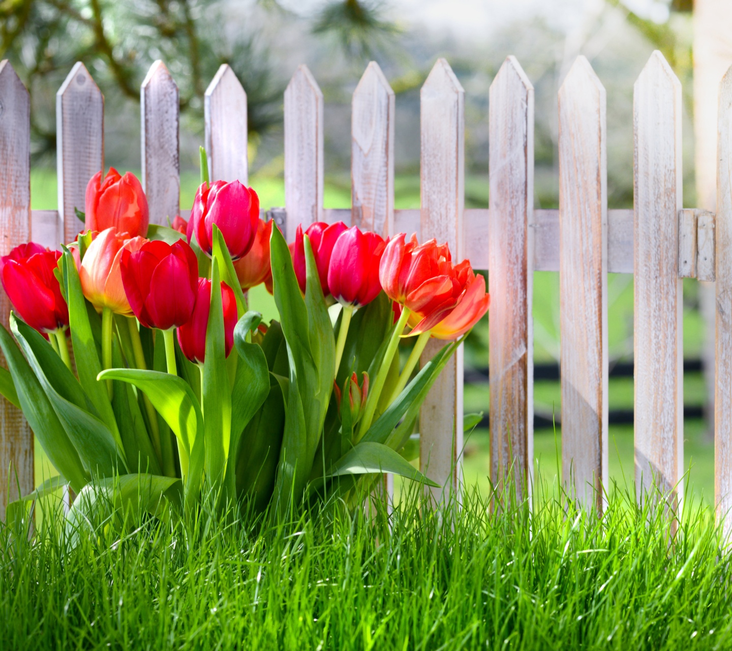 Flowers Spring Tulips Grass