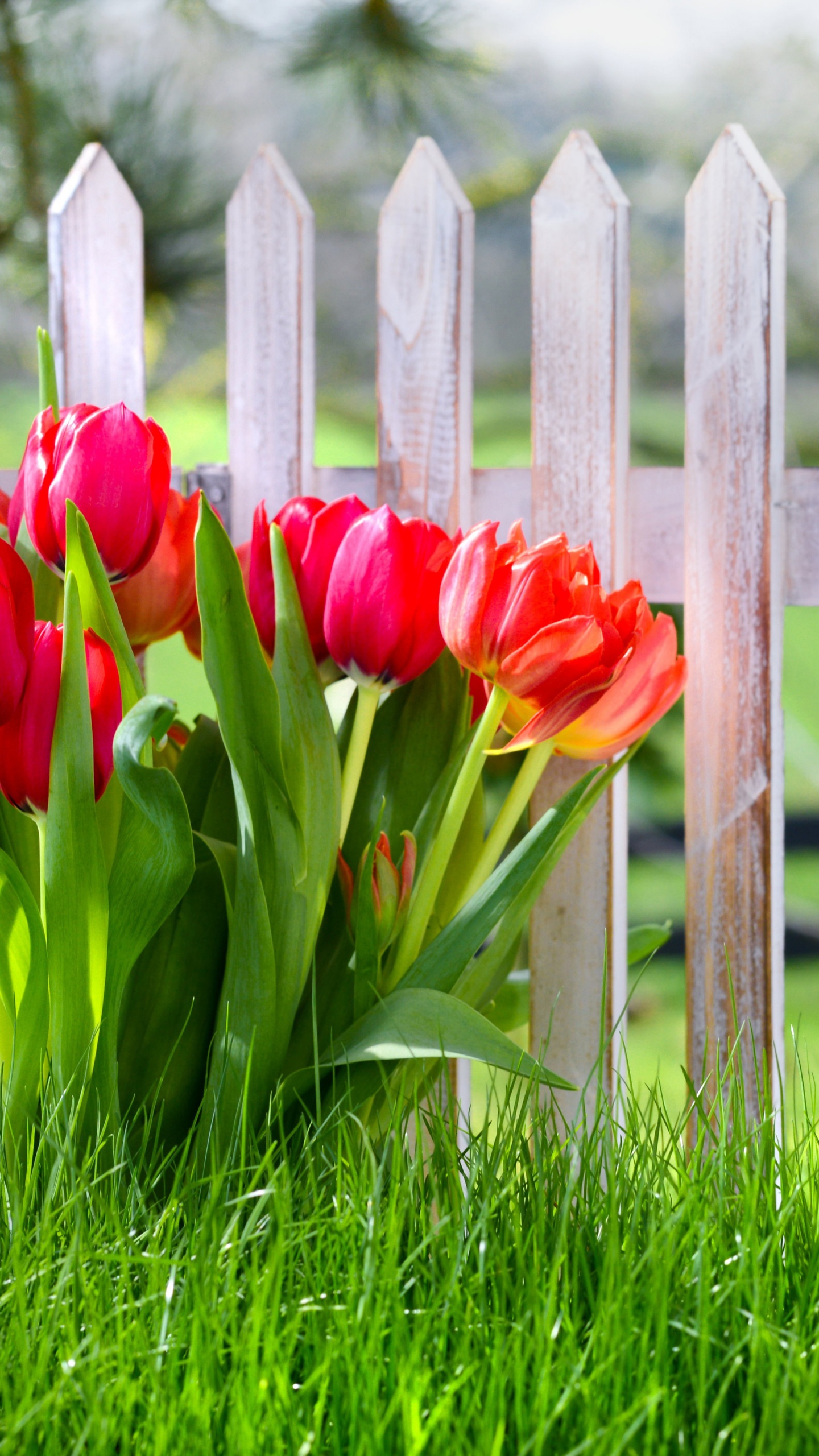 Flowers Spring Tulips Grass