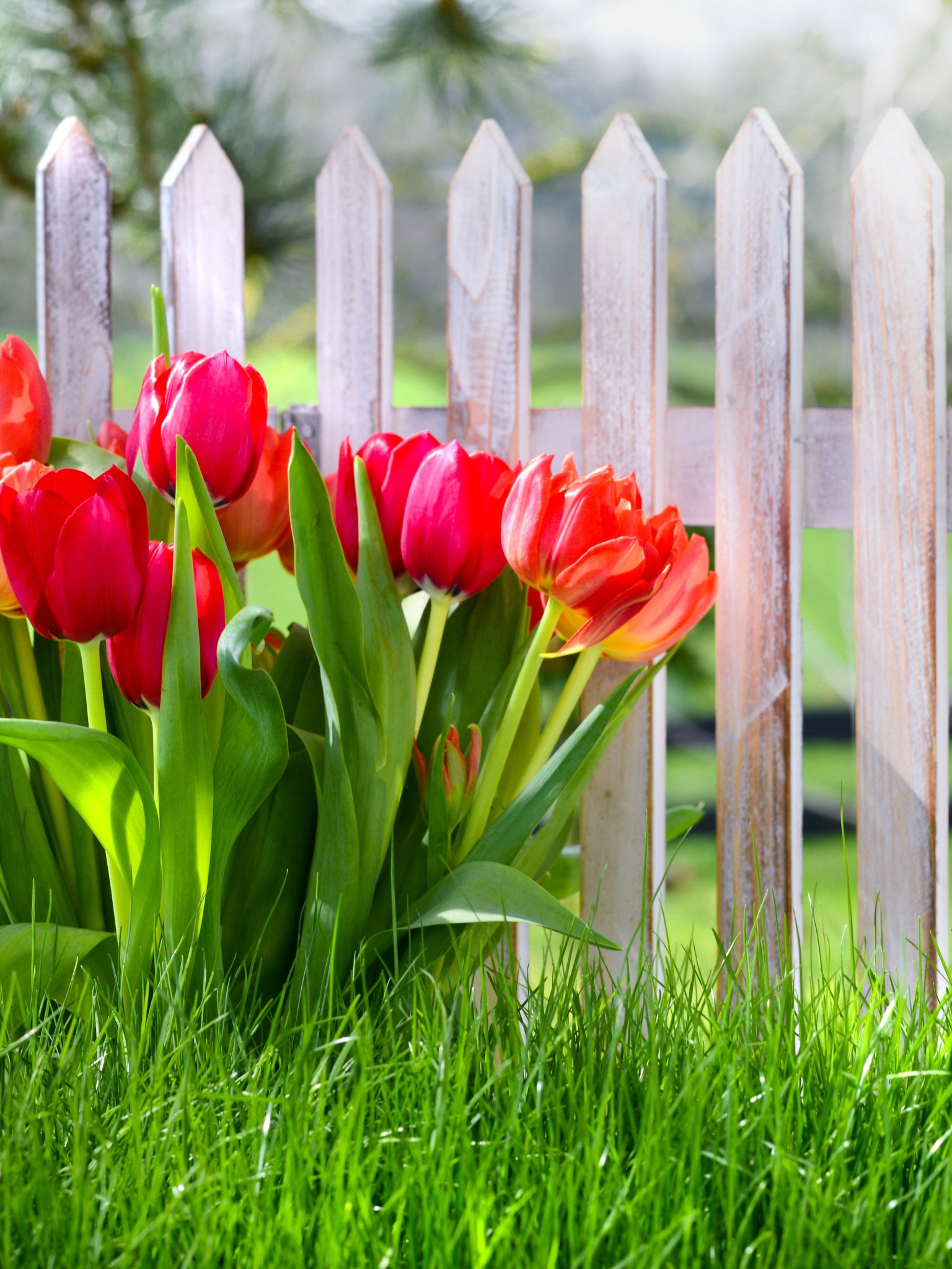 Flowers Spring Tulips Grass