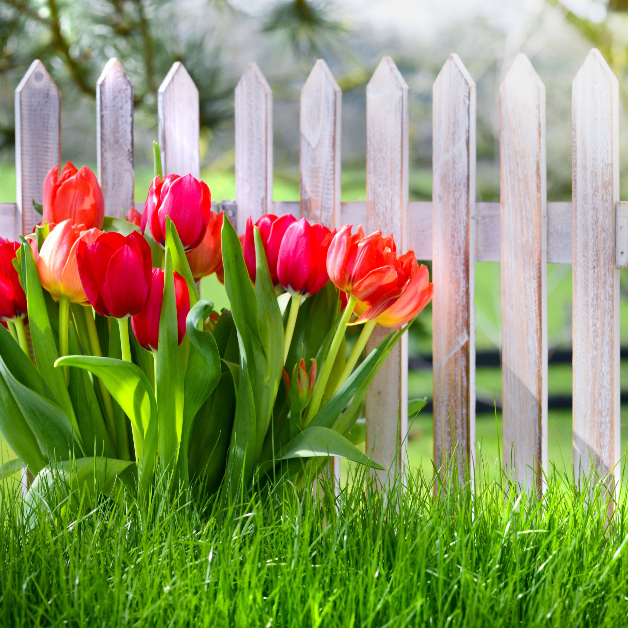 Flowers Spring Tulips Grass
