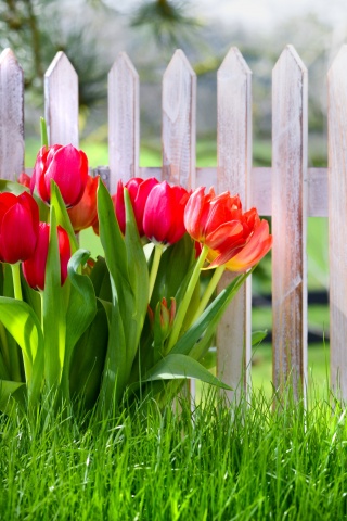 Flowers Spring Tulips Grass