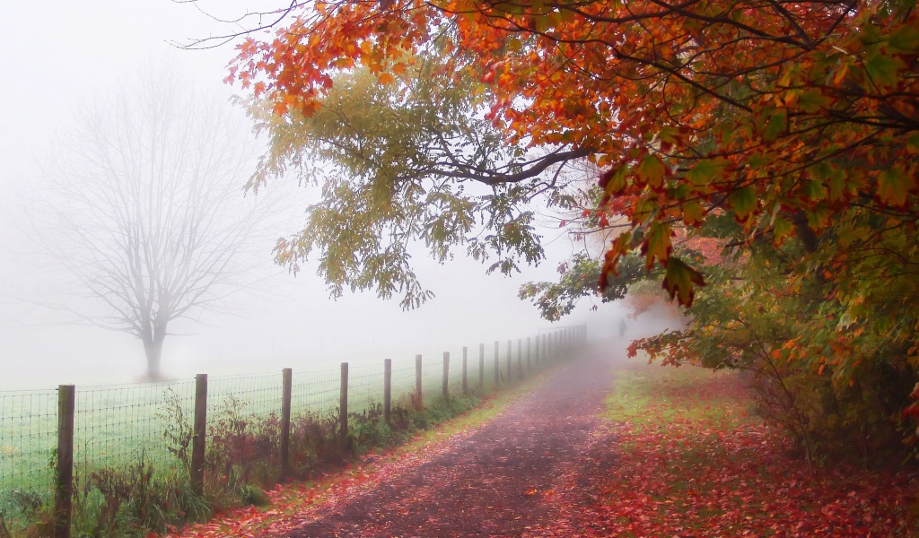 Foggy Autumn Morning