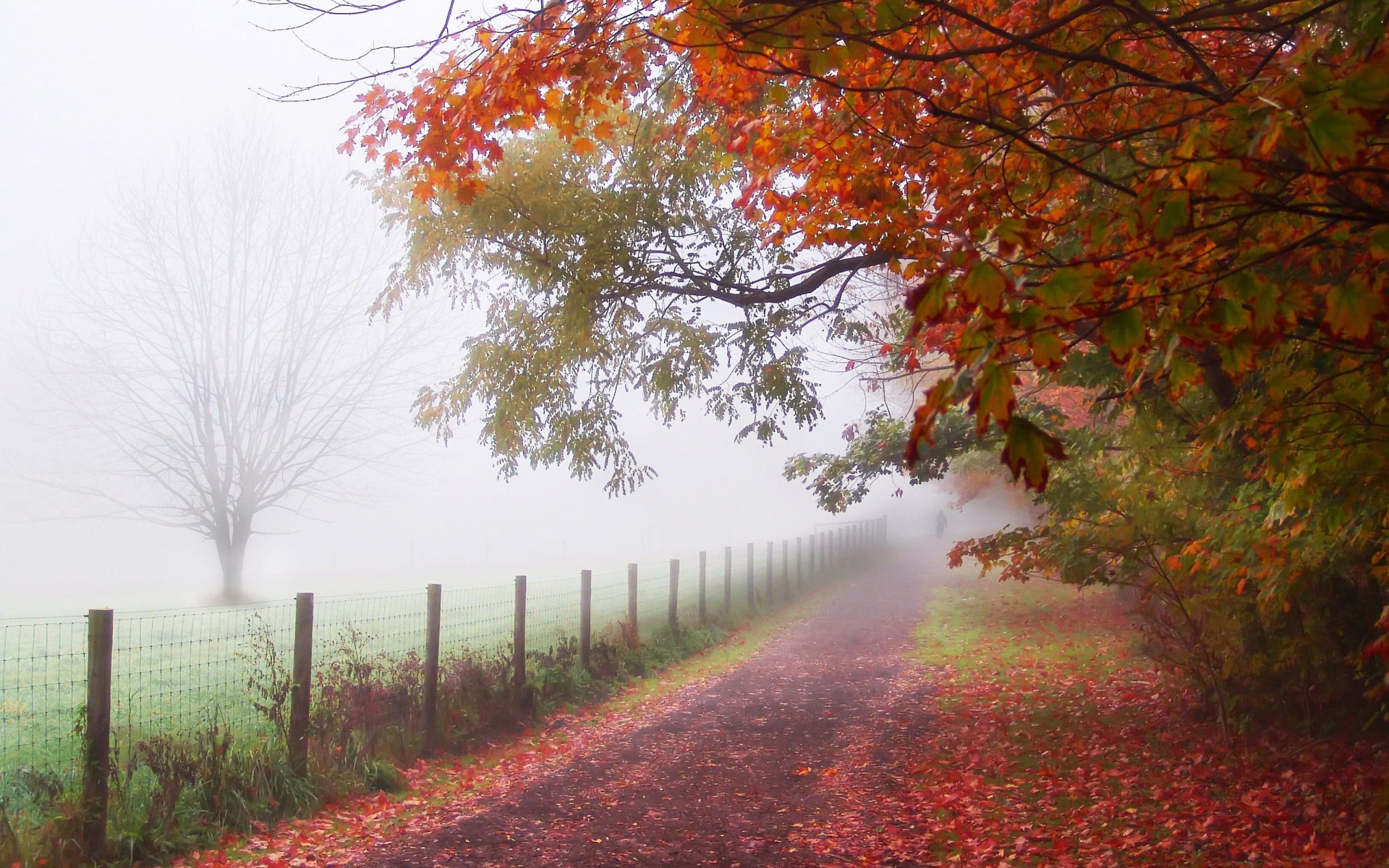 Foggy Autumn Morning