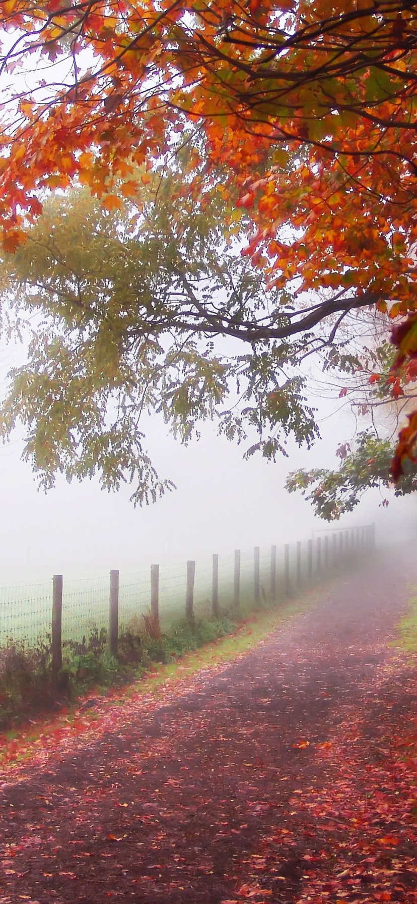 Foggy Autumn Morning