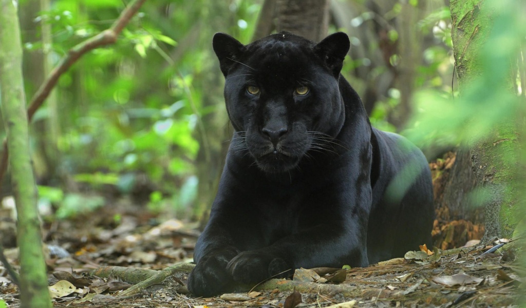 Forest Jungle Black Panther Panther