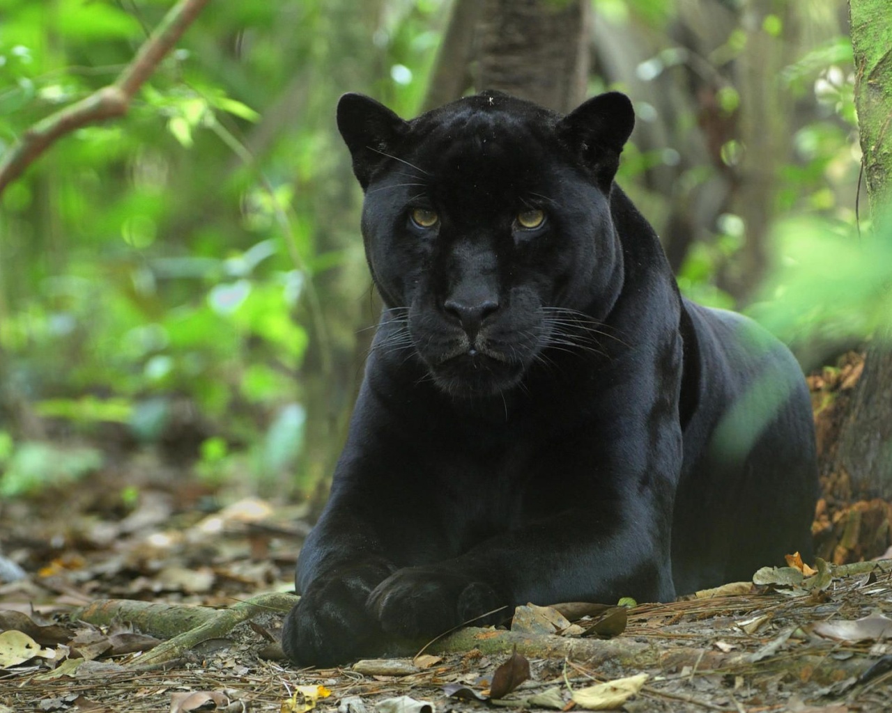 Forest Jungle Black Panther Panther