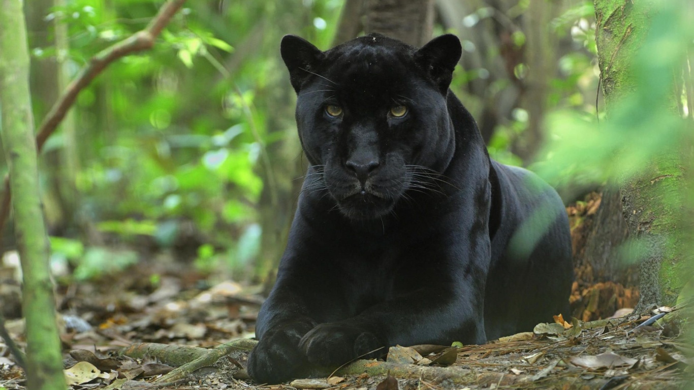 Forest Jungle Black Panther Panther