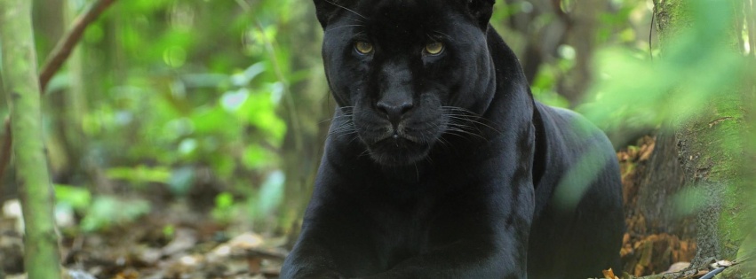 Forest Jungle Black Panther Panther