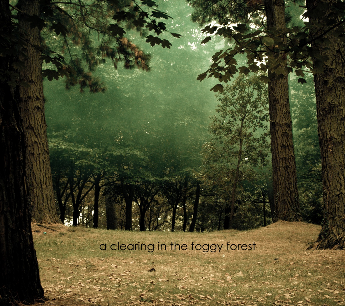 Forest Landscapes Nature