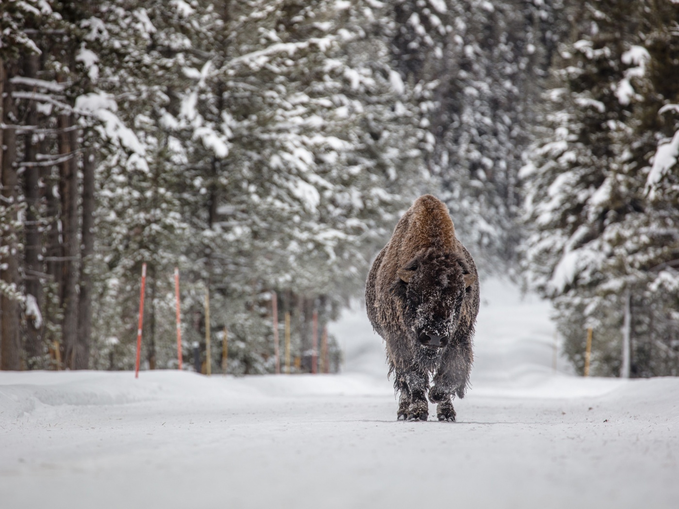 Forests Winter American Bison