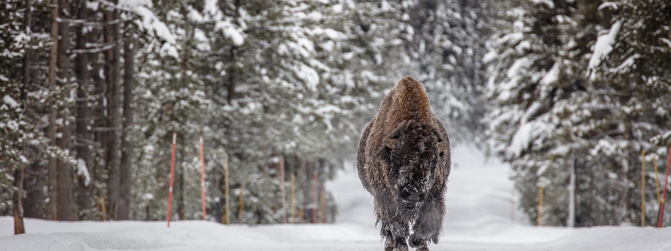 Forests Winter American Bison