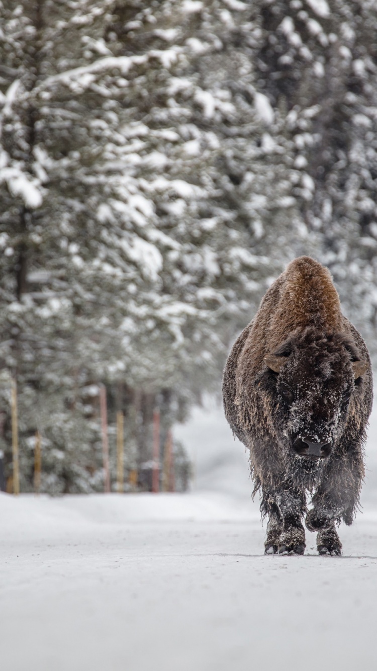 Forests Winter American Bison