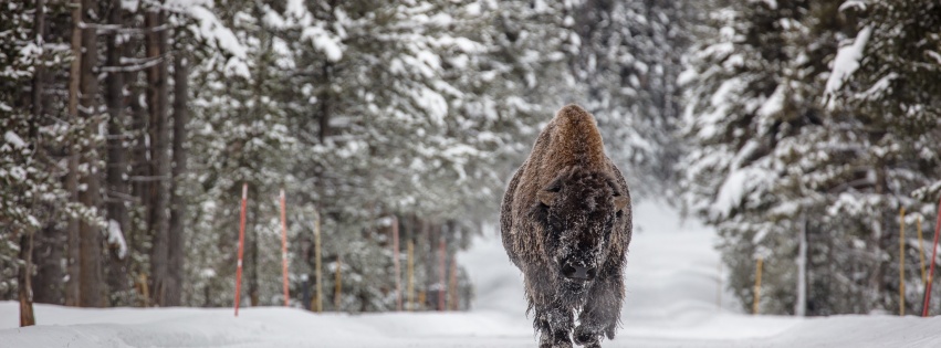 Forests Winter American Bison