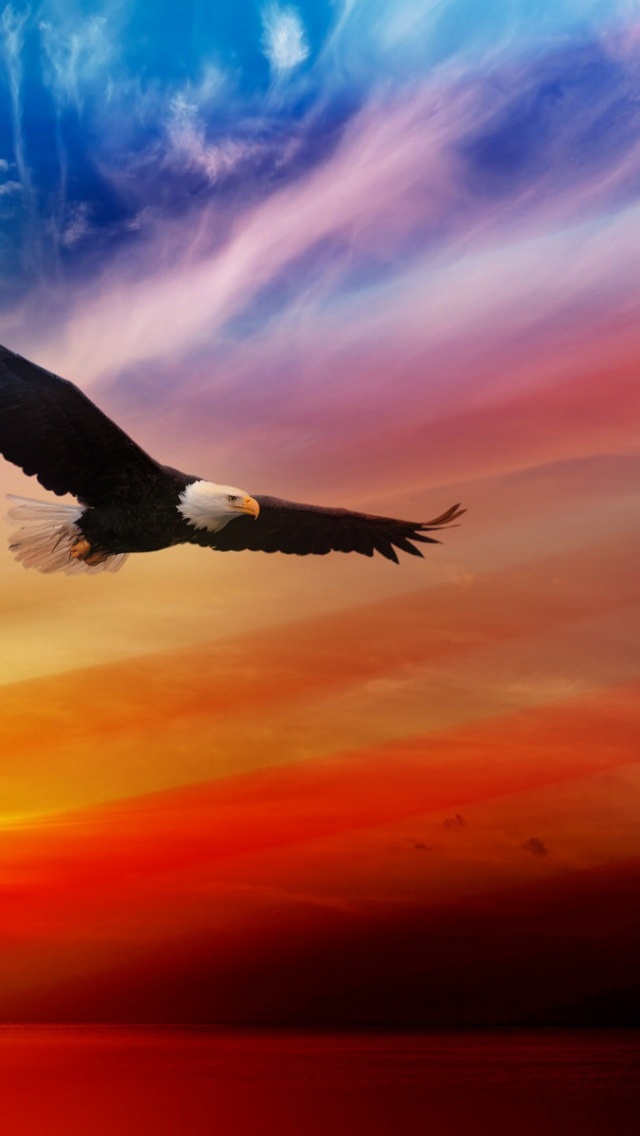 Fourth Of July 2014 USA Eagle