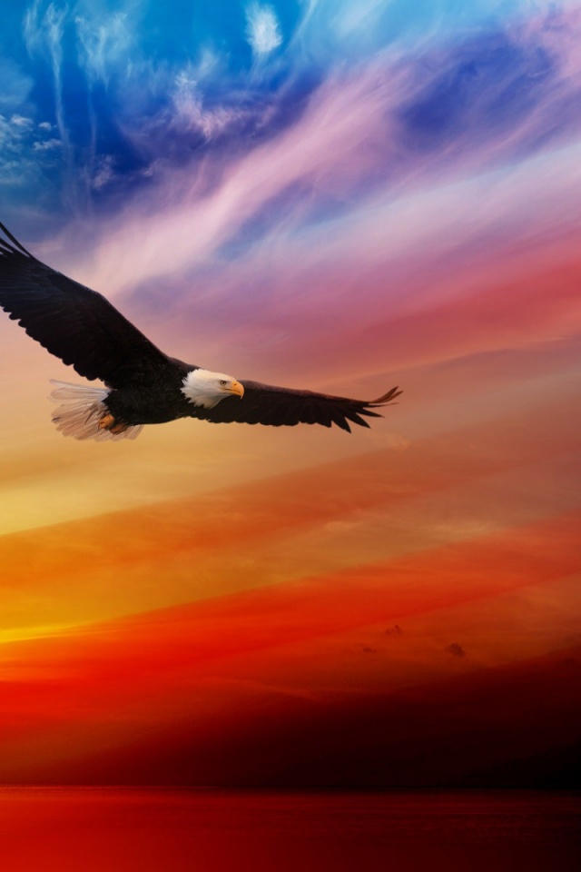 Fourth Of July 2014 USA Eagle