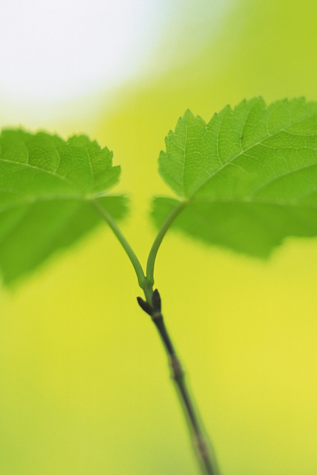 Fresh Green Leaves Nature