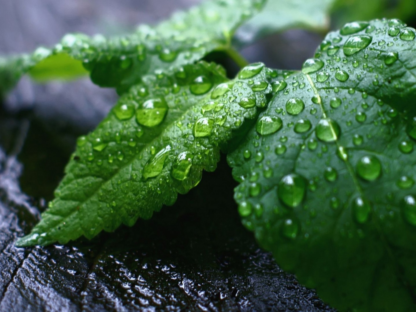 Fresh Mint Leaves