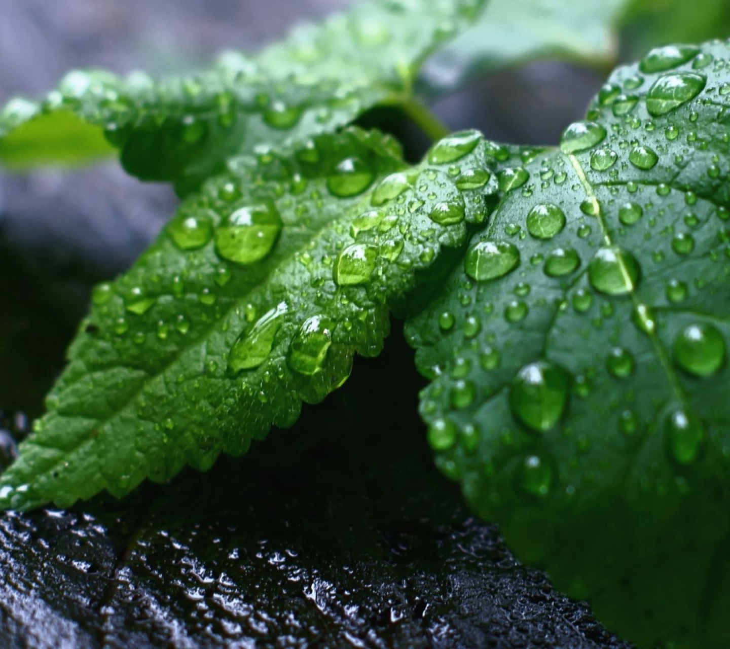 Fresh Mint Leaves