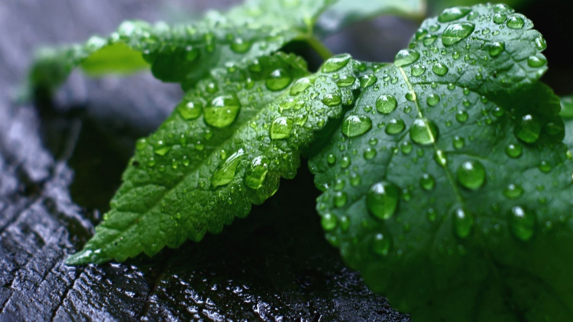 Fresh Mint Leaves