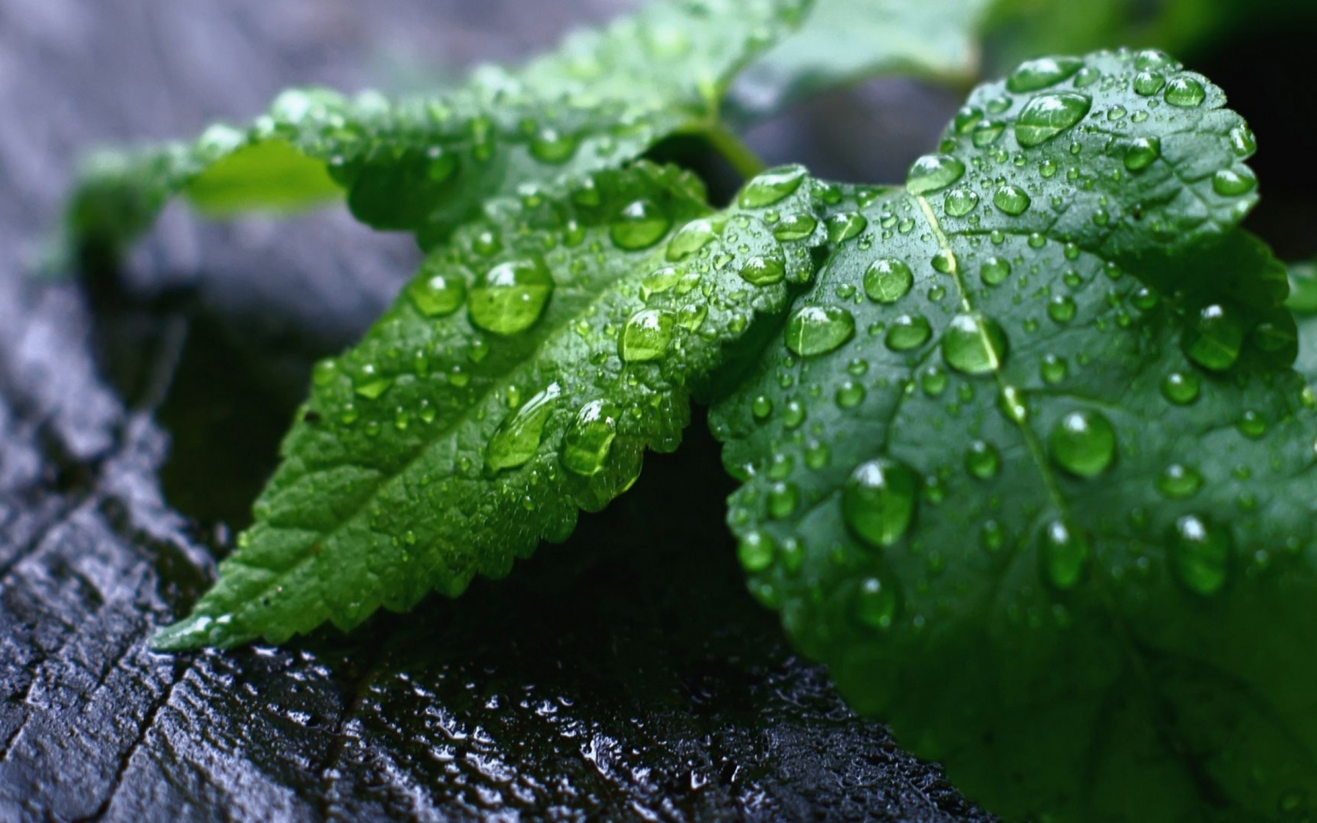 Fresh Mint Leaves