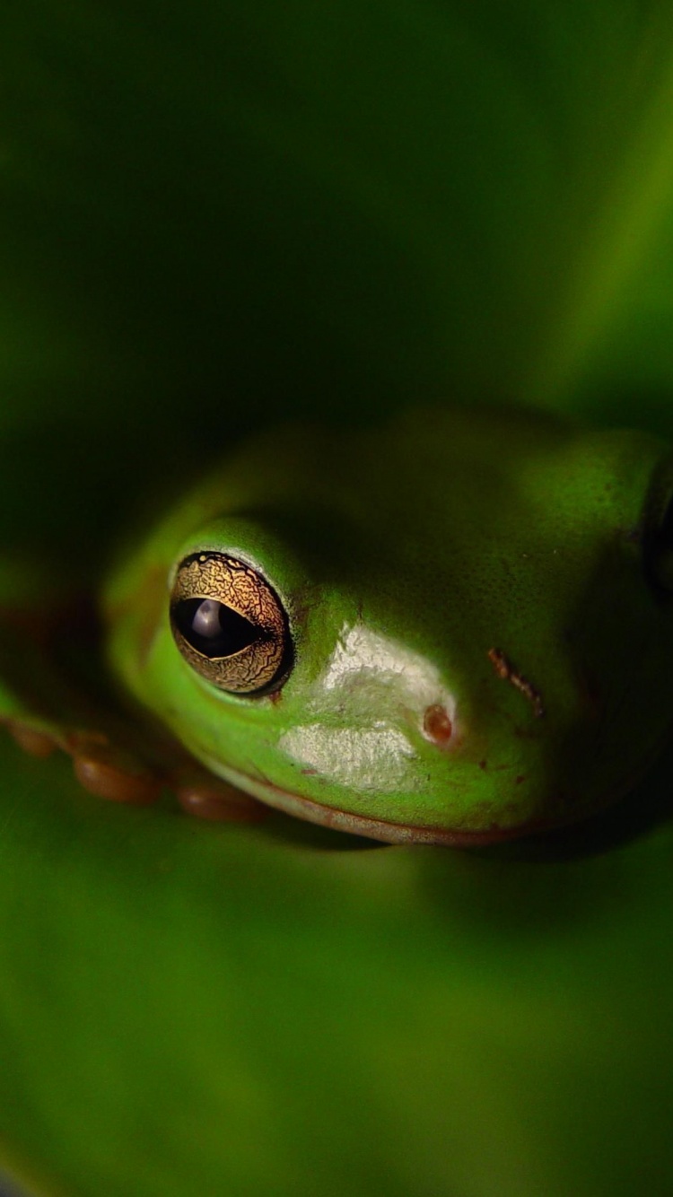 Frog Animal