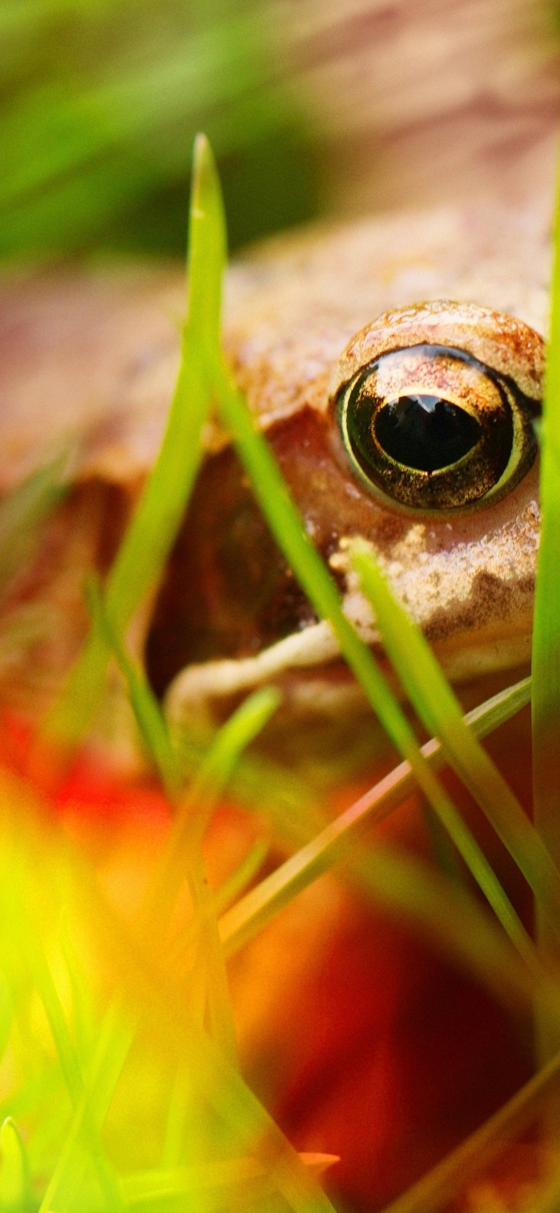 Frog - Close Up