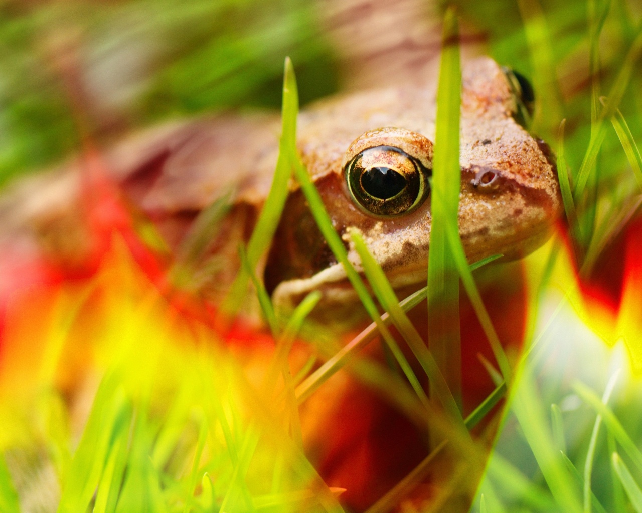 Frog - Close Up