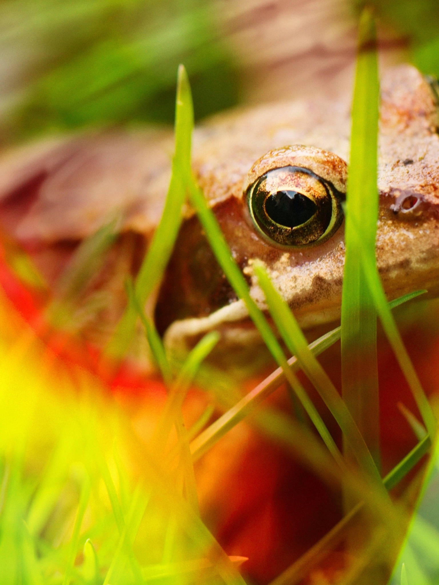 Frog - Close Up