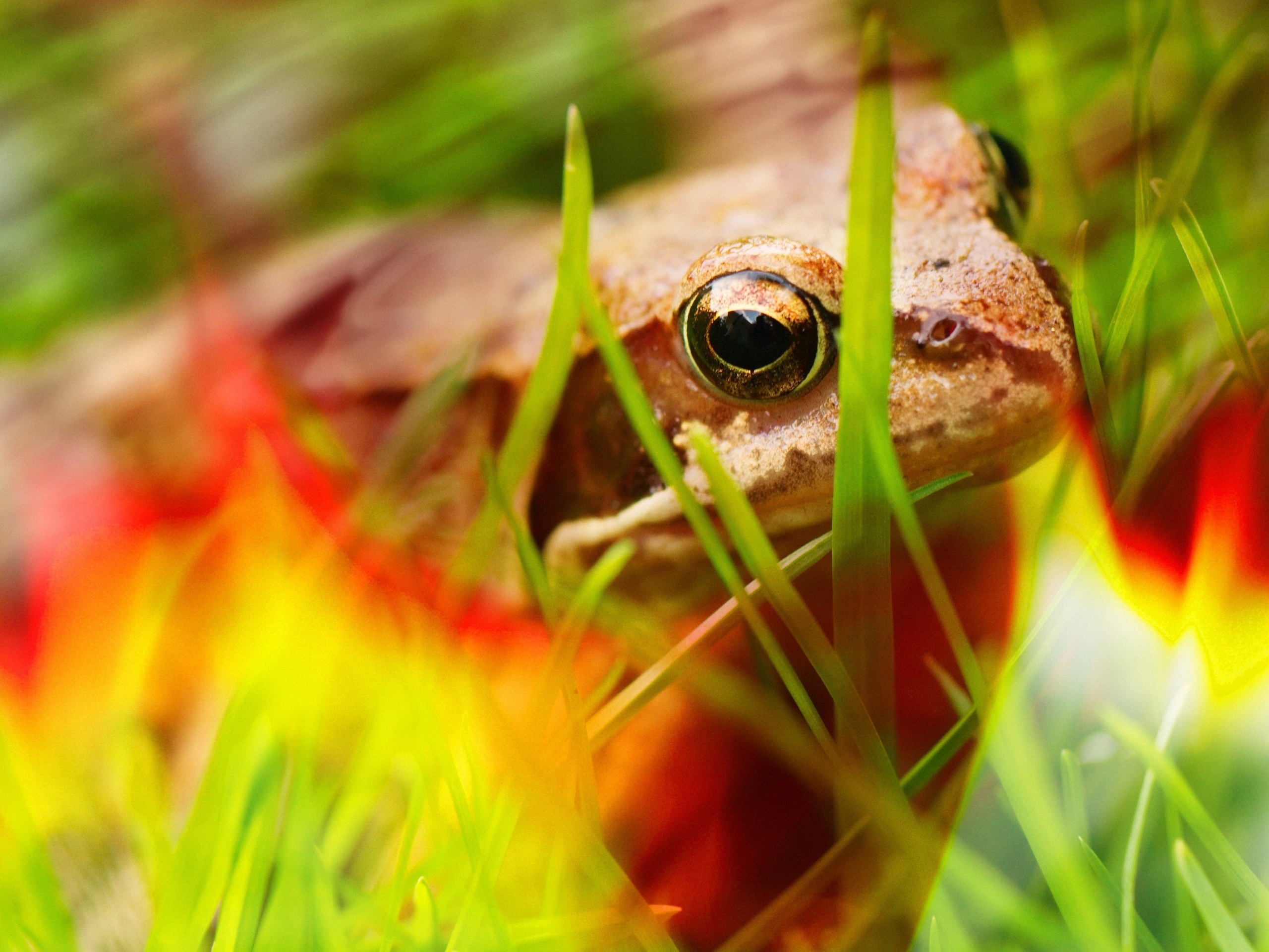 Frog - Close Up