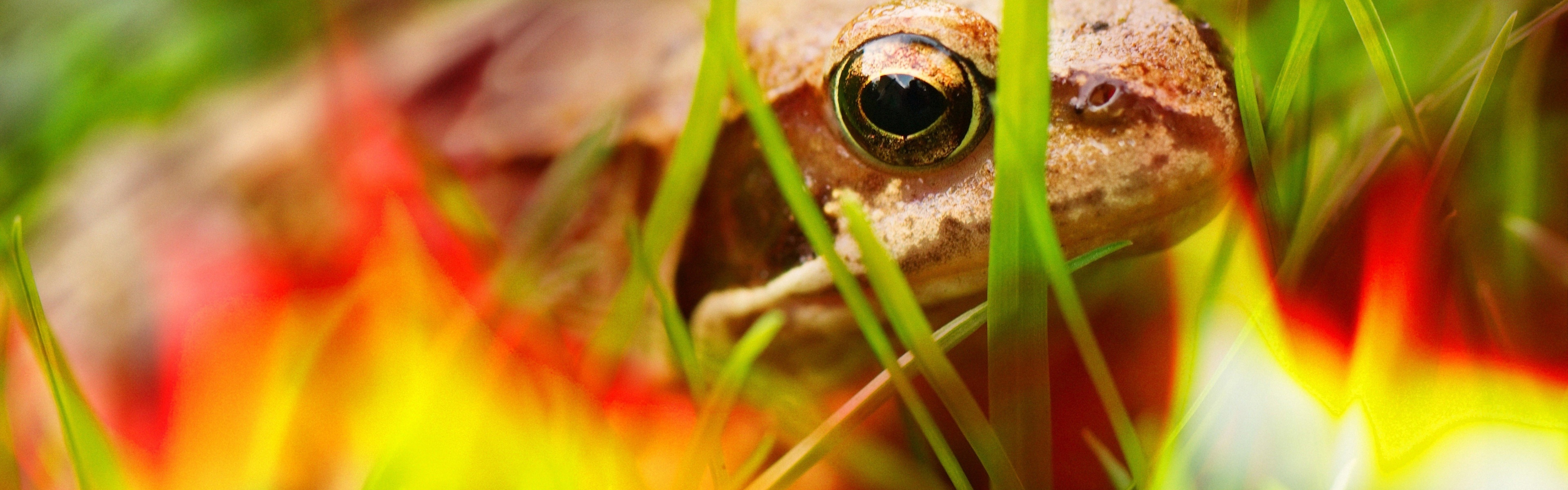 Frog - Close Up