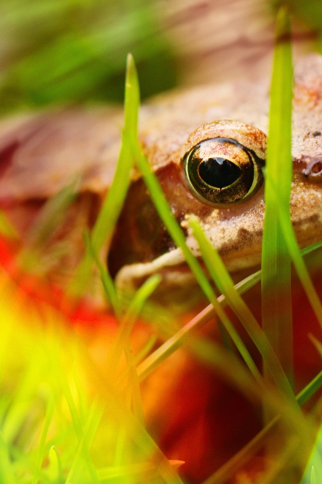 Frog - Close Up