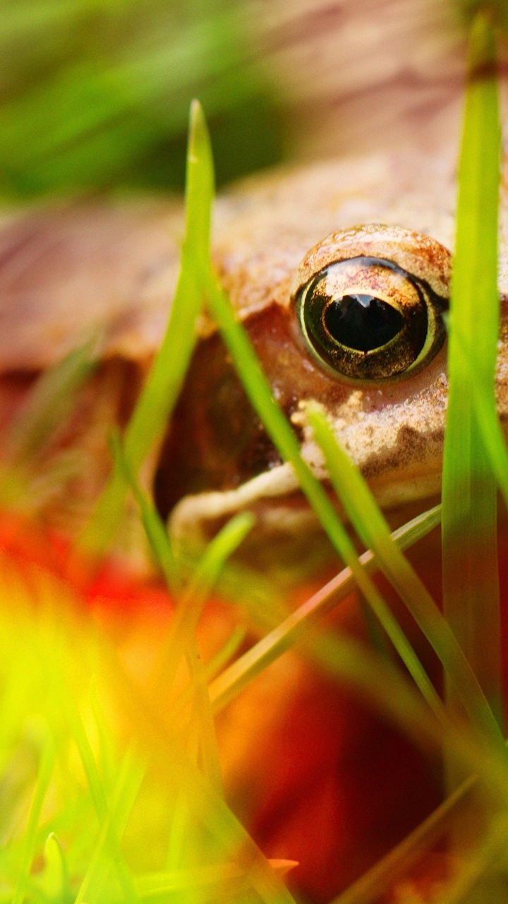 Frog - Close Up