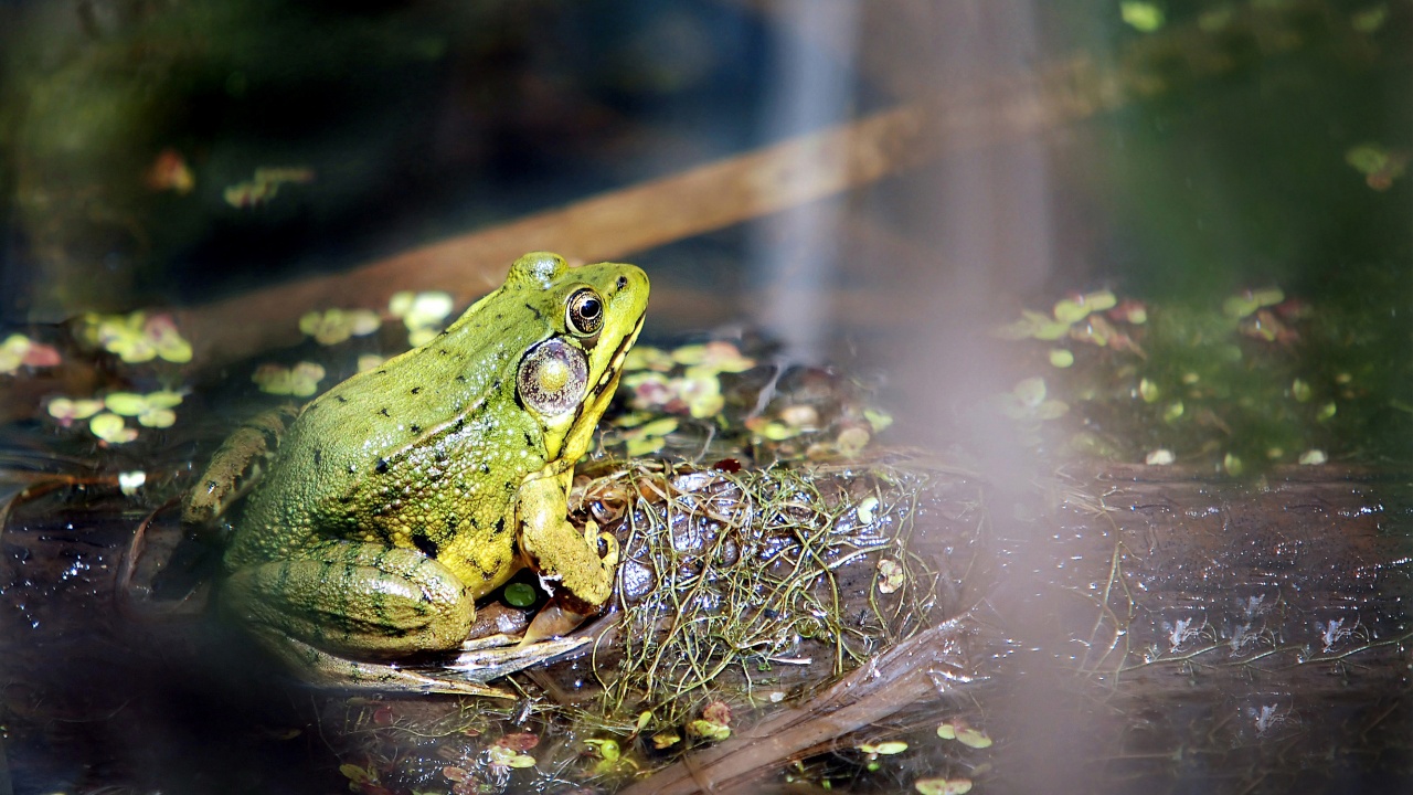 Frog On A Bog