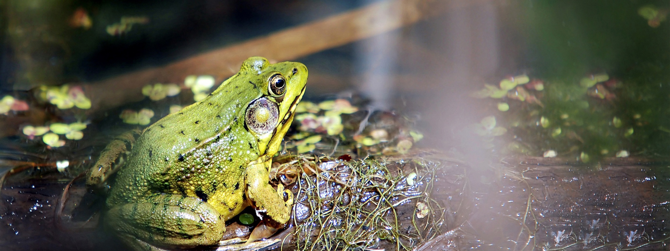 Frog On A Bog