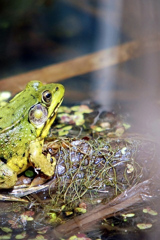 Frog On A Bog