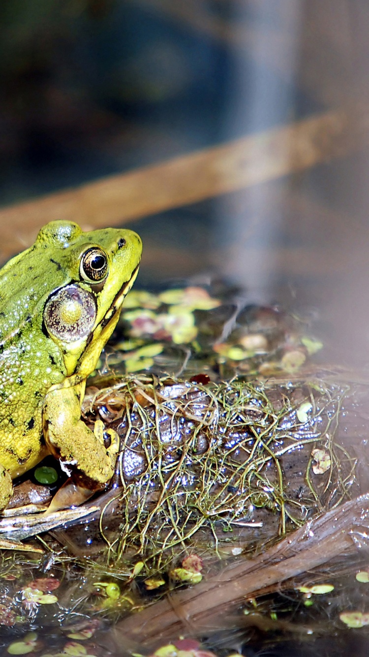 Frog On A Bog