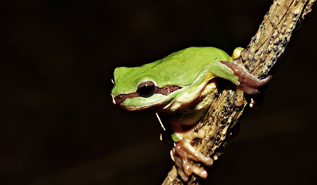 Frog On Tree