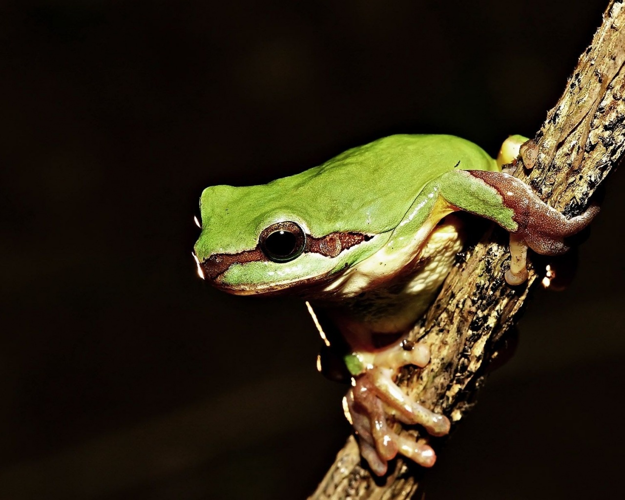 Frog On Tree